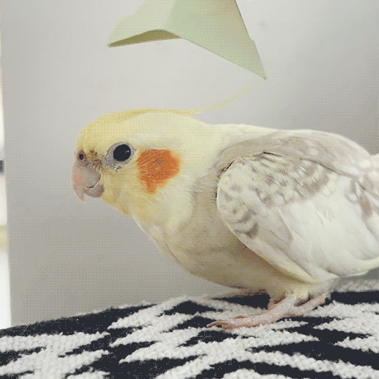 Bebe the cockatiel