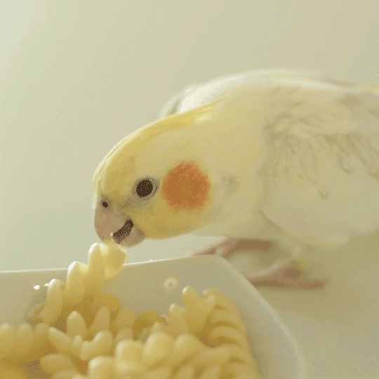 Pache the cockatiel