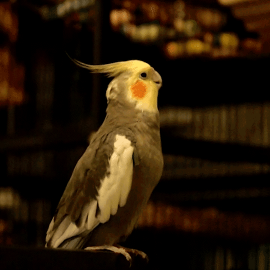 Plato the cockatiel